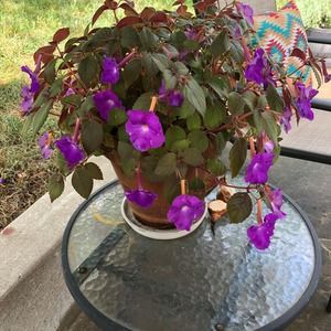 Meet your Posher, Barbara howlett